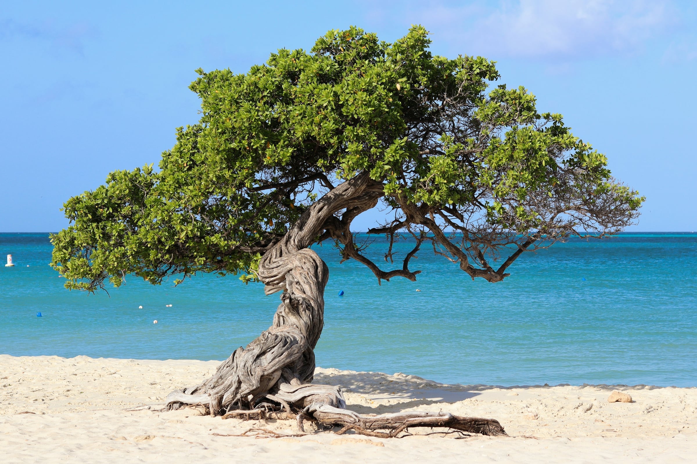Aruba