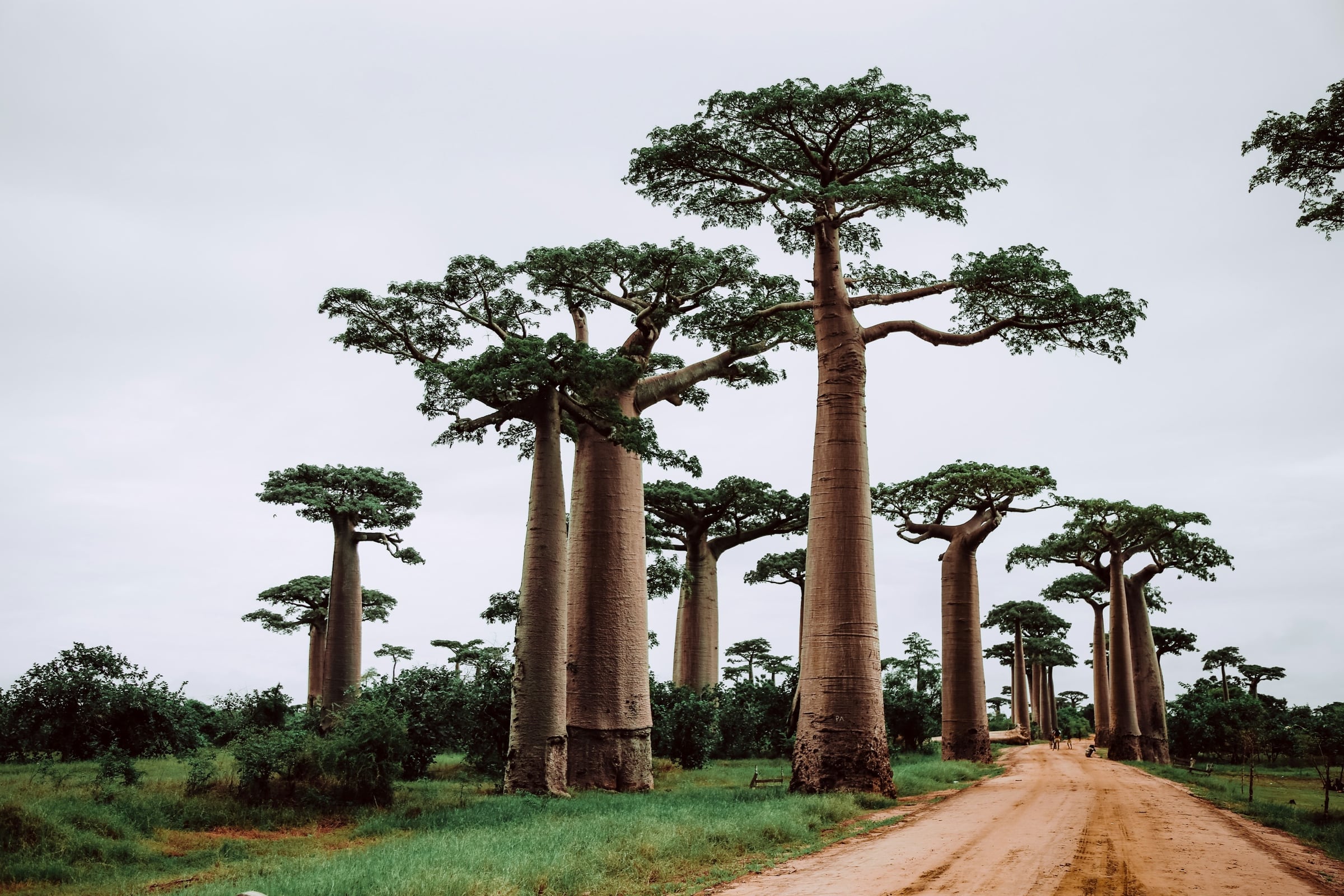Madagaskaras