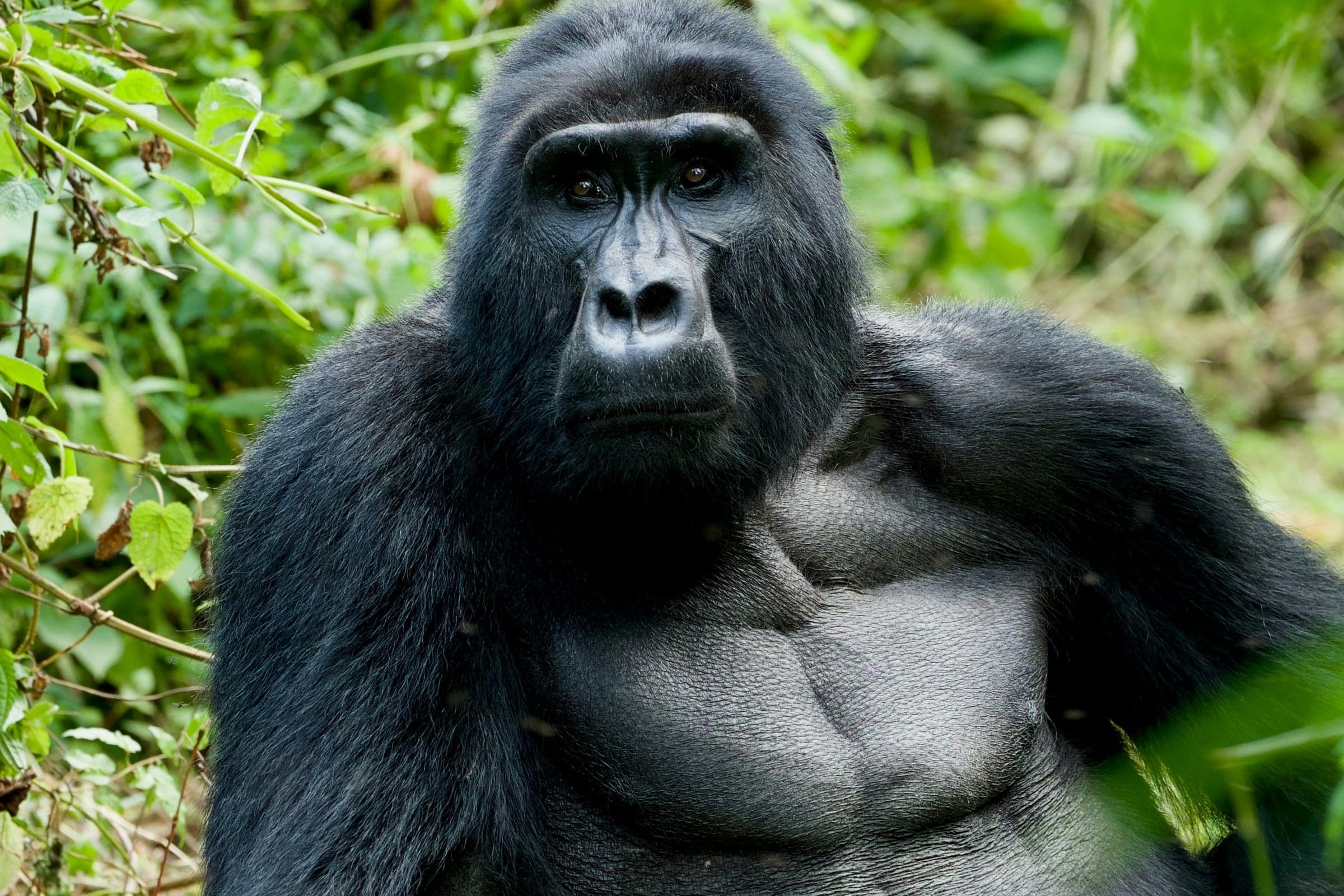 Uganda